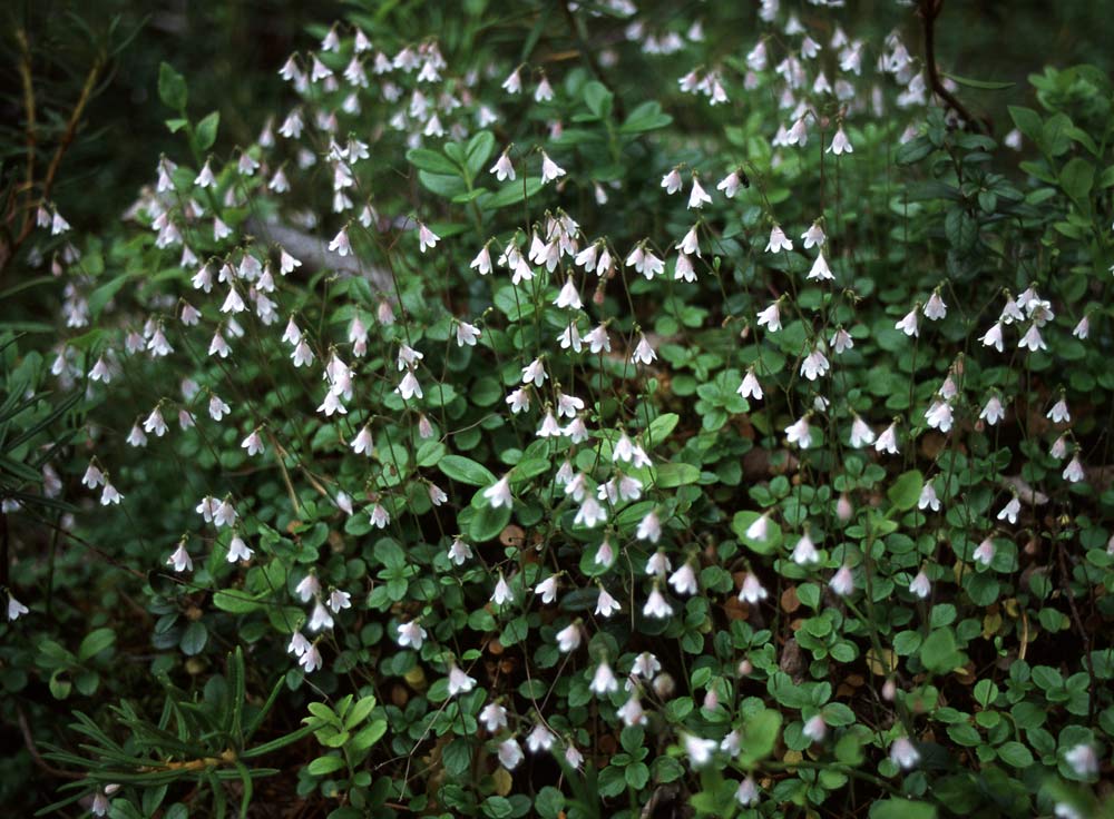 Linnaea borealis / Linnea
